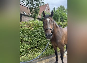 Deutsches Sportpferd, Wallach, 5 Jahre, 163 cm, Brauner