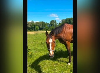 Deutsches Sportpferd, Wallach, 5 Jahre, 163 cm, Brauner