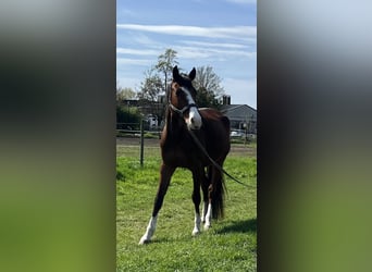 Deutsches Sportpferd, Wallach, 5 Jahre, 163 cm, Dunkelbrauner