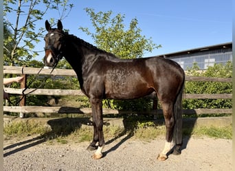 Deutsches Sportpferd, Wallach, 5 Jahre, 163 cm, Dunkelbrauner