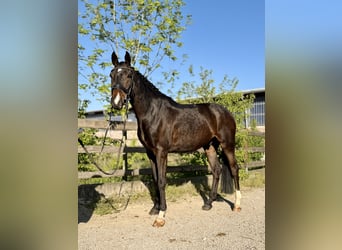 Deutsches Sportpferd, Wallach, 5 Jahre, 163 cm, Dunkelbrauner