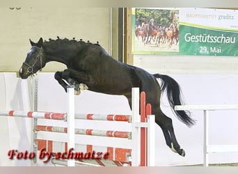 Deutsches Sportpferd, Wallach, 5 Jahre, 163 cm, Dunkelbrauner