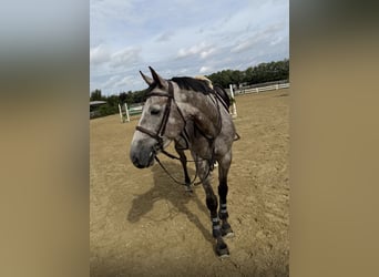 Deutsches Sportpferd, Wallach, 5 Jahre, 164 cm, Apfelschimmel