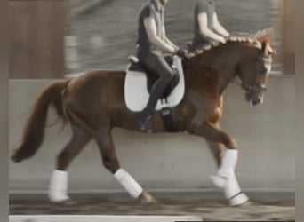 Deutsches Sportpferd, Wallach, 5 Jahre, 164 cm