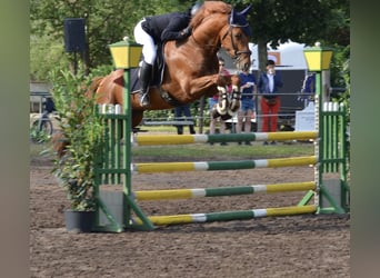 Deutsches Sportpferd, Wallach, 5 Jahre, 164 cm