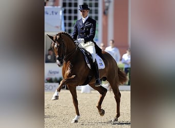 Deutsches Sportpferd, Wallach, 5 Jahre, 164 cm