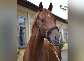 Deutsches Sportpferd, Wallach, 5 Jahre, 164 cm