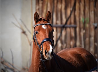 Deutsches Sportpferd, Wallach, 5 Jahre, 164 cm