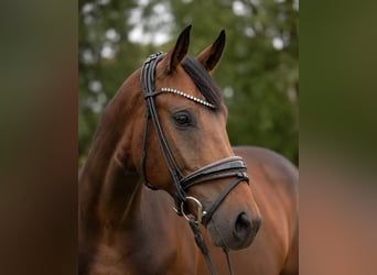 Deutsches Sportpferd, Wallach, 5 Jahre, 164 cm, Dunkelbrauner