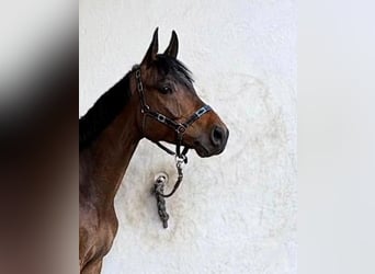 Deutsches Sportpferd, Wallach, 5 Jahre, 164 cm, Dunkelbrauner