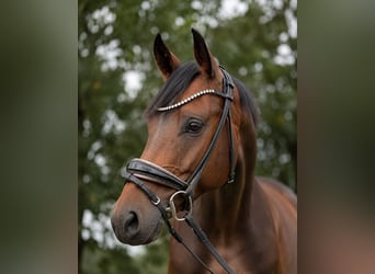 Deutsches Sportpferd, Wallach, 5 Jahre, 164 cm, Dunkelbrauner