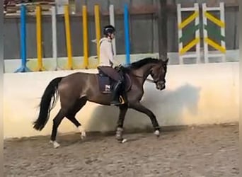 Deutsches Sportpferd, Wallach, 5 Jahre, 164 cm, Dunkelbrauner