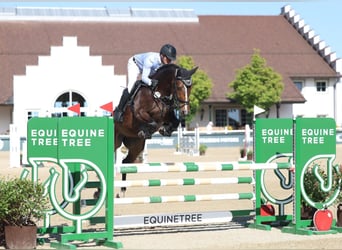 Deutsches Sportpferd, Wallach, 5 Jahre, 164 cm, Dunkelbrauner