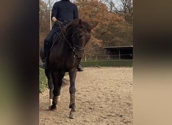 Deutsches Sportpferd, Wallach, 5 Jahre, 164 cm, Dunkelfuchs