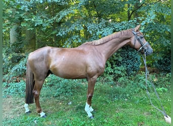 Deutsches Sportpferd, Wallach, 5 Jahre, 164 cm, Dunkelfuchs