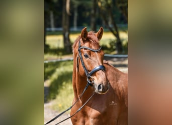 Deutsches Sportpferd, Wallach, 5 Jahre, 164 cm, Fuchs
