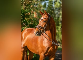 Deutsches Sportpferd, Wallach, 5 Jahre, 164 cm, Fuchs