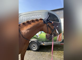Deutsches Sportpferd, Wallach, 5 Jahre, 164 cm, Fuchs