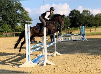 Deutsches Sportpferd, Wallach, 5 Jahre, 164 cm, Schwarzbrauner