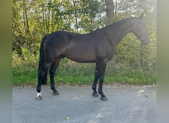Deutsches Sportpferd, Wallach, 5 Jahre, 164 cm, Schwarzbrauner