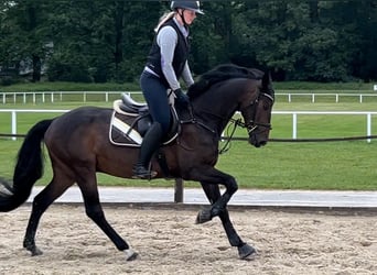 Deutsches Sportpferd, Wallach, 5 Jahre, 164 cm, Schwarzbrauner