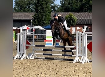 Deutsches Sportpferd, Wallach, 5 Jahre, 164 cm, Schwarzbrauner