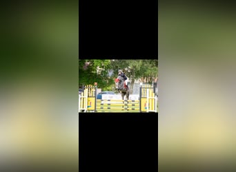 Deutsches Sportpferd, Wallach, 5 Jahre, 165 cm, Apfelschimmel