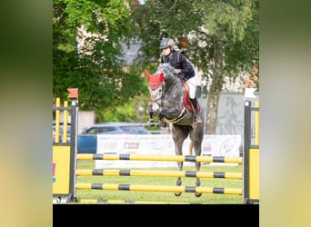 Deutsches Sportpferd, Wallach, 5 Jahre, 165 cm, Apfelschimmel