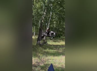 Deutsches Sportpferd, Wallach, 5 Jahre, 165 cm, Apfelschimmel