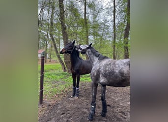 Deutsches Sportpferd, Wallach, 5 Jahre, 165 cm, Apfelschimmel