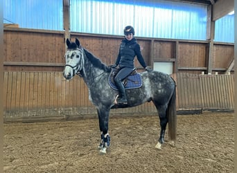Deutsches Sportpferd, Wallach, 5 Jahre, 165 cm, Apfelschimmel