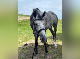 Deutsches Sportpferd, Wallach, 5 Jahre, 165 cm, Apfelschimmel