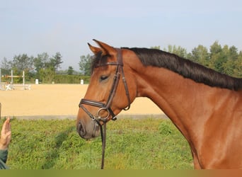 Deutsches Sportpferd, Wallach, 5 Jahre, 165 cm, Brauner