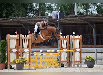 Deutsches Sportpferd, Wallach, 5 Jahre, 165 cm, Brauner