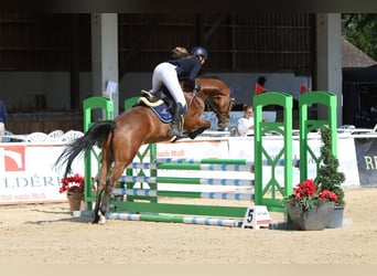 Deutsches Sportpferd, Wallach, 5 Jahre, 165 cm, Brauner
