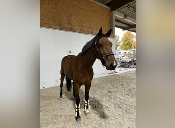 Deutsches Sportpferd, Wallach, 5 Jahre, 165 cm, Brauner