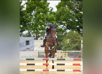 Deutsches Sportpferd, Wallach, 5 Jahre, 165 cm, Brauner