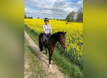 Deutsches Sportpferd, Wallach, 5 Jahre, 165 cm, Brauner