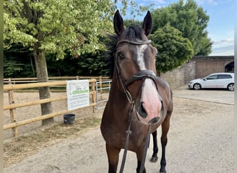 Deutsches Sportpferd, Wallach, 5 Jahre, 165 cm, Brauner
