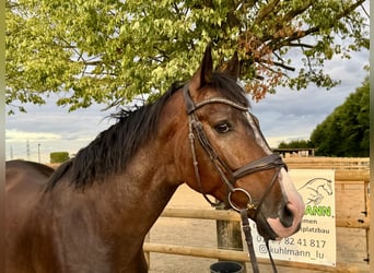 Deutsches Sportpferd, Wallach, 5 Jahre, 165 cm, Brauner