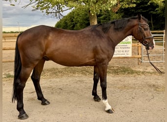 Deutsches Sportpferd, Wallach, 5 Jahre, 165 cm, Brauner
