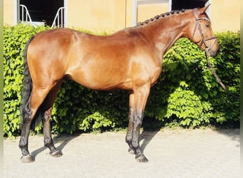 Deutsches Sportpferd, Wallach, 5 Jahre, 165 cm, Brauner