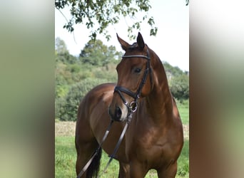 Deutsches Sportpferd, Wallach, 5 Jahre, 165 cm, Brauner