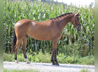 Deutsches Sportpferd, Wallach, 5 Jahre, 165 cm, Brauner