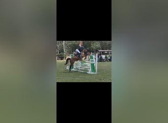 Deutsches Sportpferd, Wallach, 5 Jahre, 165 cm, Brauner