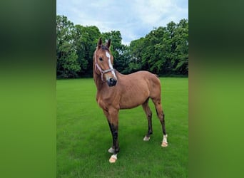 Deutsches Sportpferd, Wallach, 5 Jahre, 165 cm, Brauner