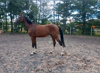 Deutsches Sportpferd, Wallach, 5 Jahre, 165 cm, Brauner