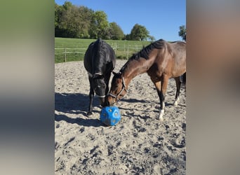 Deutsches Sportpferd, Wallach, 5 Jahre, 165 cm