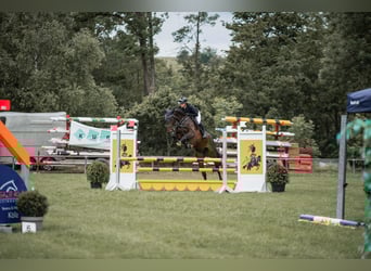 Deutsches Sportpferd, Wallach, 5 Jahre, 165 cm, Dunkelbrauner