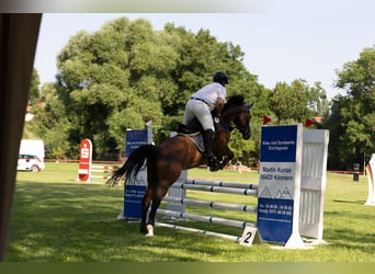 Deutsches Sportpferd, Wallach, 5 Jahre, 165 cm, Dunkelbrauner